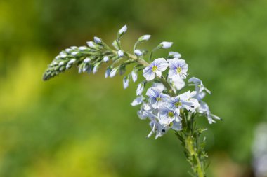 Gentian speedwell (veronica gentianoides) flowers in bloom
