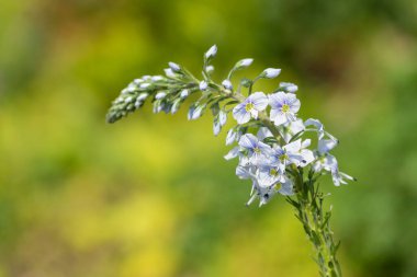 Gentian speedwell (veronica gentianoides) flowers in bloom