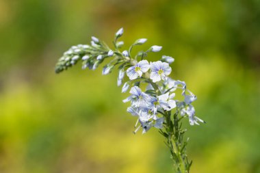 Gentian speedwell (veronica gentianoides) flowers in bloom