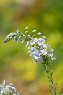 Gentian speedwell (veronica gentianoides) flowers in bloom