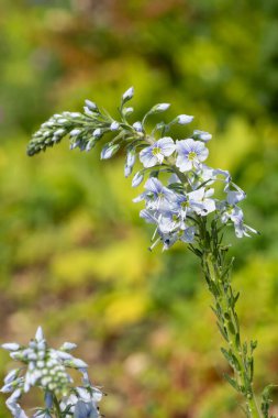 Gentian speedwell (veronica gentianoides) flowers in bloom