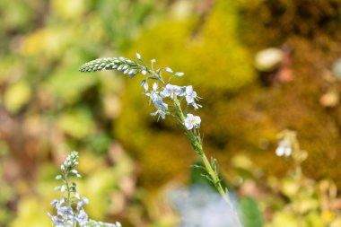 Gentian speedwell (veronica gentianoides) flowers in bloom