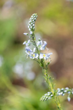 Gentian speedwell (veronica gentianoides) flowers in bloom
