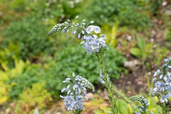 Gentian speedwell (veronica gentianoides) flowers in bloom