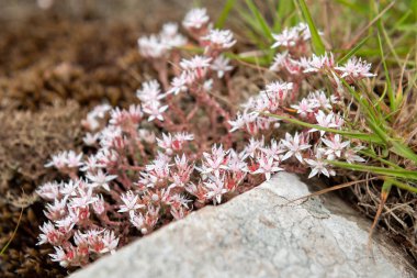Çiçek açan İngiliz taşının (sedum anglicum) kapanışı