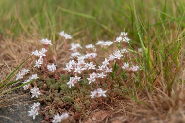 Çiçek açan İngiliz taşının (sedum anglicum) kapanışı
