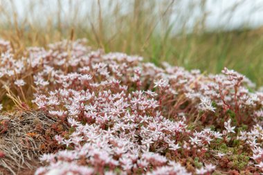 Çiçek açan İngiliz taşının (sedum anglicum) kapanışı