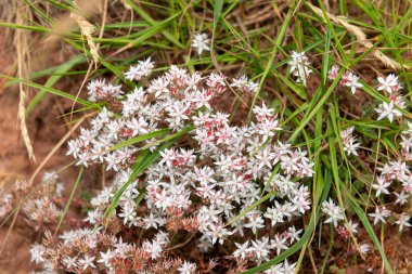 Çiçek açan İngiliz taşının (sedum anglicum) kapanışı
