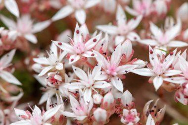 Çiçek açan İngiliz taşının (sedum anglicum) kapanışı
