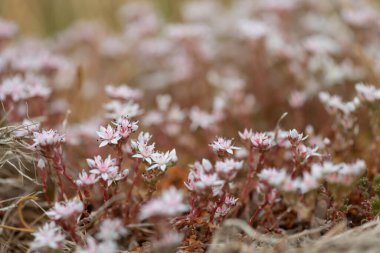 Çiçek açan İngiliz taşının (sedum anglicum) kapanışı