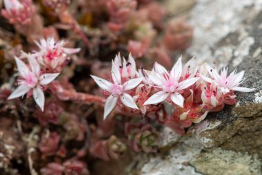 Çiçek açan İngiliz taşının (sedum anglicum) kapanışı