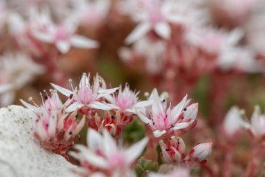Çiçek açan İngiliz taşının (sedum anglicum) kapanışı
