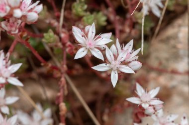 Çiçek açan İngiliz taşının (sedum anglicum) kapanışı
