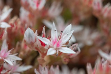 Çiçek açan İngiliz taşının (sedum anglicum) kapanışı