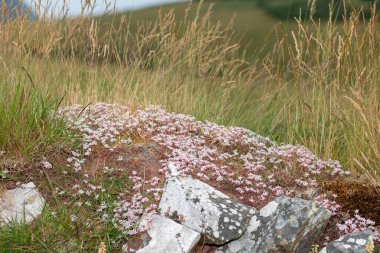 Çiçek açan İngiliz taşının (sedum anglicum) kapanışı