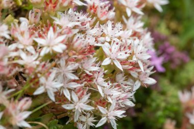 Çiçek açan İngiliz taşının (sedum anglicum) kapanışı