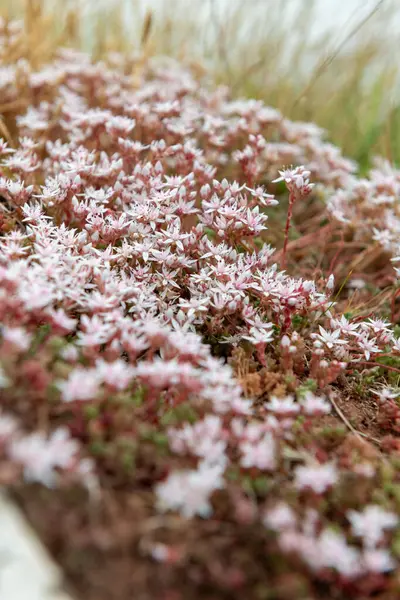 Çiçek açan İngiliz taşının (sedum anglicum) kapanışı