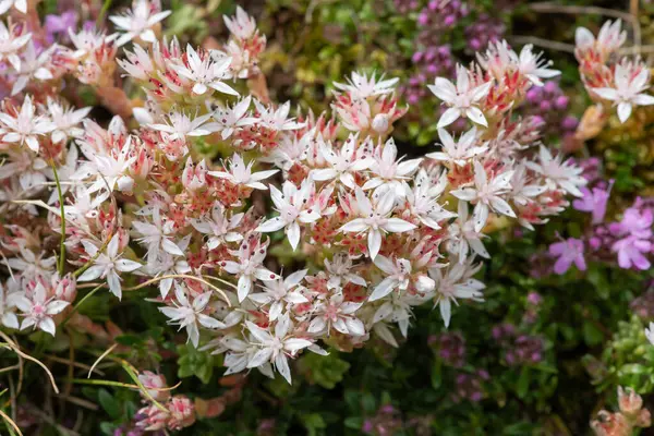 Çiçek açan İngiliz taşının (sedum anglicum) kapanışı