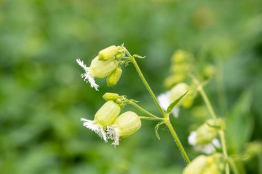 Çiçekli püsküllü campionların (silene fimbriata) açılışını kapat