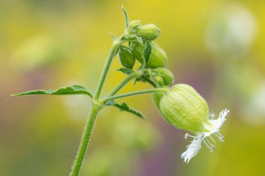 Çiçekli püsküllü bir çadır (silene fimbriata) çiçeğinin kapağını kapat
