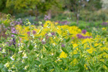 Çiçekli püsküllü campionların (silene fimbriata) açılışını kapat