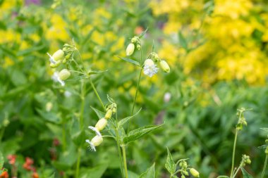 Çiçekli püsküllü campionların (silene fimbriata) açılışını kapat