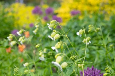 Çiçekli püsküllü campionların (silene fimbriata) açılışını kapat
