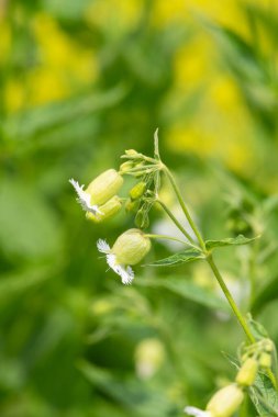 Çiçekli püsküllü campionların (silene fimbriata) açılışını kapat