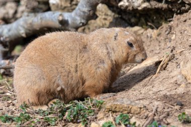 Bir dağ sıçanının portresi (marmota monax)