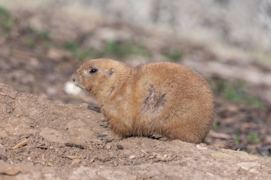 Bir dağ sıçanının portresi (marmota monax)