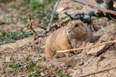 Bir dağ sıçanının portresi (marmota monax)
