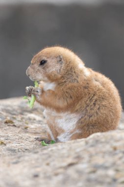 Bir dağ sıçanı portresi (marmota monax) yemek