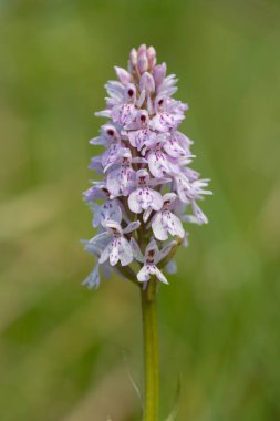 Çiçek açan bir çalılık benekli orkideye (dactylorhiza maculata) yakın plan