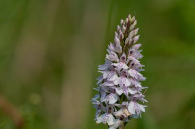 Çiçek açan bir çalılık benekli orkideye (dactylorhiza maculata) yakın plan