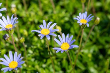 Mavi papatya çalısı (Felicia amelloides) çiçek açmış