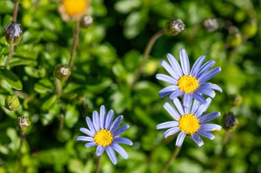 Mavi papatya çalısı (Felicia amelloides) çiçek açmış