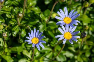Mavi papatya çalısı (Felicia amelloides) çiçek açmış