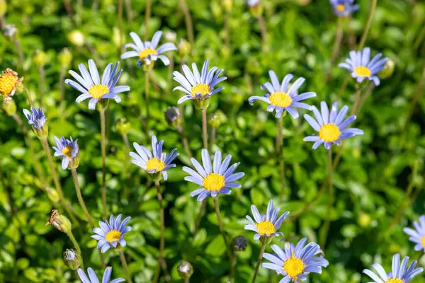 Mavi papatya çalısı (Felicia amelloides) çiçek açmış