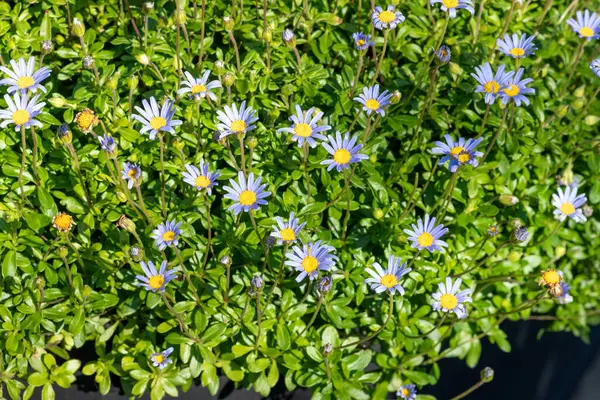 Mavi papatya çalısı (Felicia amelloides) çiçek açmış