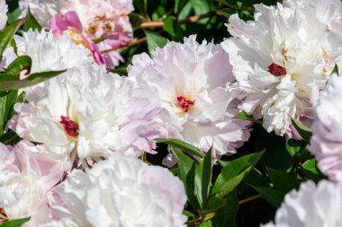 Çiçek açan Çin şakayıklarına (peeonia lactiflora) yakın plan