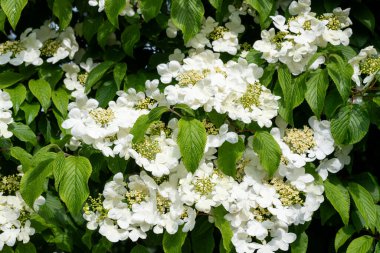 Kızılcık çalı viburumunun (viburnum trilobum) çiçekleri çiçek açarken kapat