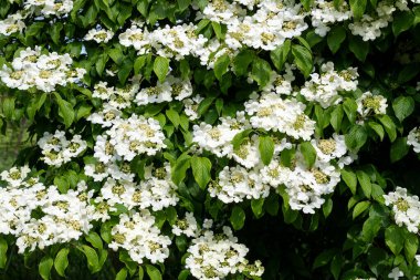 Kızılcık çalı viburumunun (viburnum trilobum) çiçekleri çiçek açarken kapat