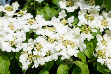 Kızılcık çalı viburumunun (viburnum trilobum) çiçekleri çiçek açarken kapat