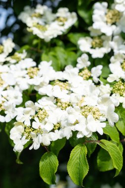 Kızılcık çalı viburumunun (viburnum trilobum) çiçekleri çiçek açarken kapat
