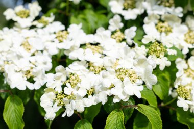 Kızılcık çalı viburumunun (viburnum trilobum) çiçekleri çiçek açarken kapat