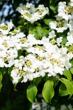Kızılcık çalı viburumunun (viburnum trilobum) çiçekleri çiçek açarken kapat
