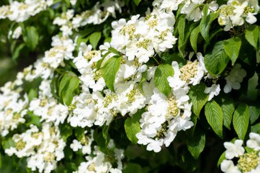 Kızılcık çalı viburumunun (viburnum trilobum) çiçekleri çiçek açarken kapat
