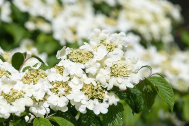Kızılcık çalı viburumunun (viburnum trilobum) çiçekleri çiçek açarken kapat
