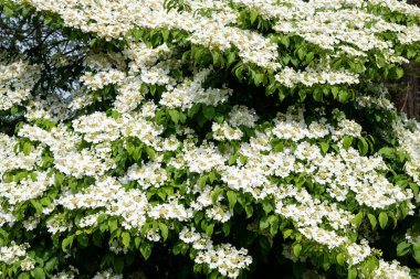 Kızılcık çalı viburumunun (viburnum trilobum) çiçekleri çiçek açarken kapat