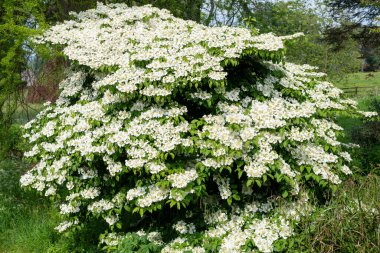 Kızılcık çalı viburumunun (viburnum trilobum) çiçekleri çiçek açarken kapat